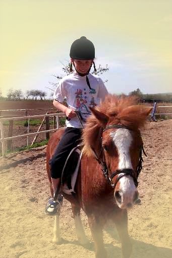 Reiten Gttingen Reitverein Pony Pferdebox Boxen Pferde